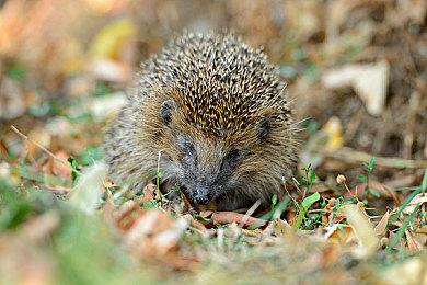 《拳皇15》G.A.W.队BGM宣传片 新战斗舞台公开